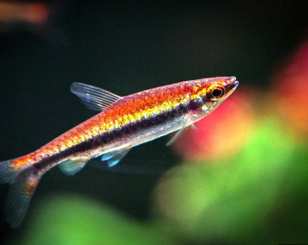 Beckford's Pencil Fish