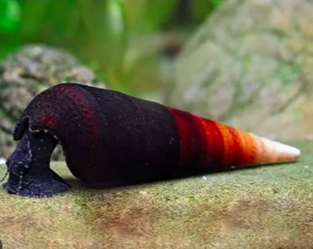 Bicolor Snail