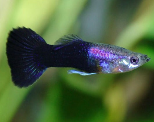 Black Tail Male Guppy