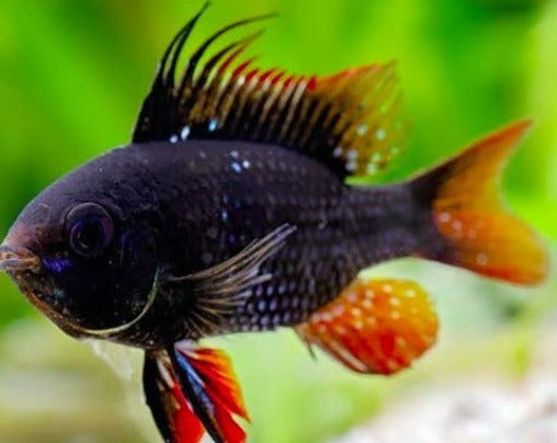 Mikrogeophagus Ramirezi "German Black Ram"