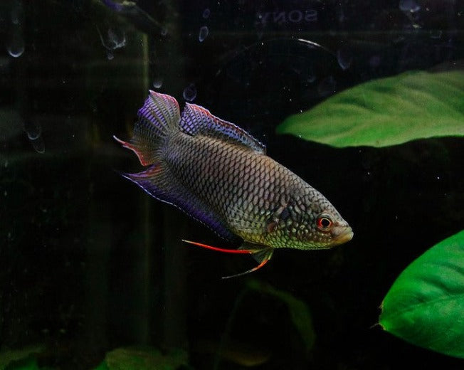 Black Paradise Gourami