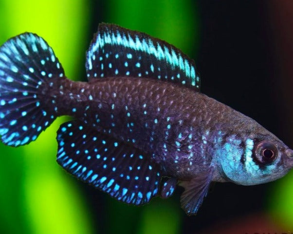 Black Pearl Killifish