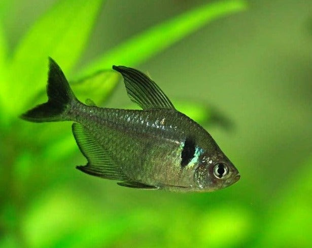 Black Phantom Tetra