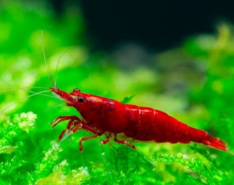 Bloody Mary Shrimp