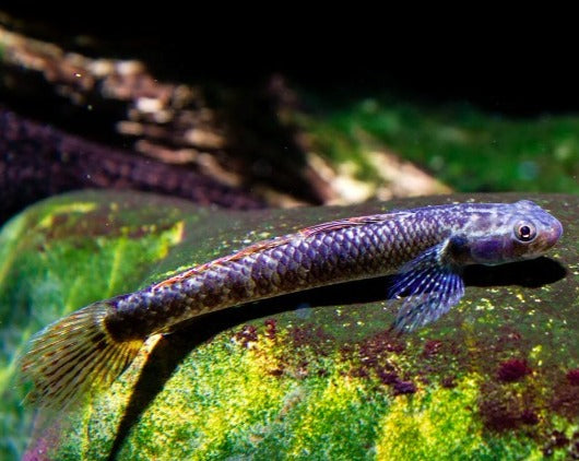Blue Cobalt Goby