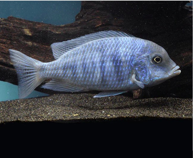 Cyrtocara moorii "Blue Dolphin"