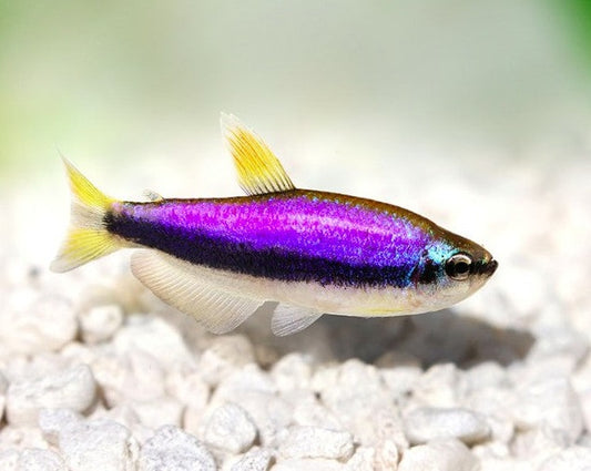Blue Kerri Tetra