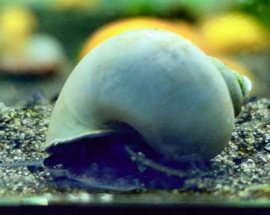 Blue Mystery Snail