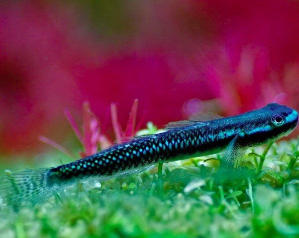 Blue Neon Goby