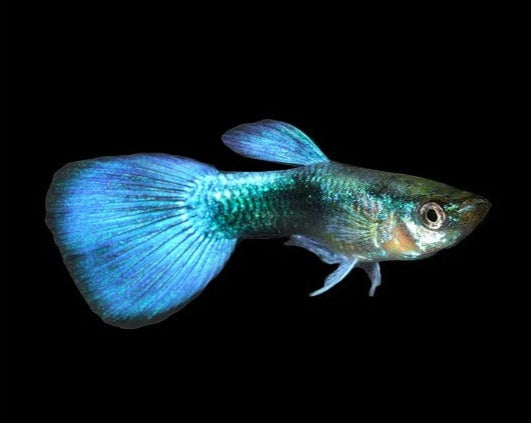 Blue Neon Male Guppy