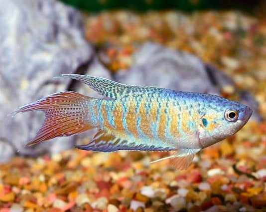 Blue Paradise Gourami