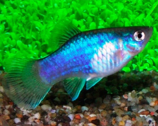 Blue Platy