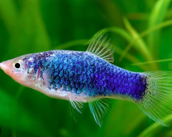 Blue Tuxedo Platy
