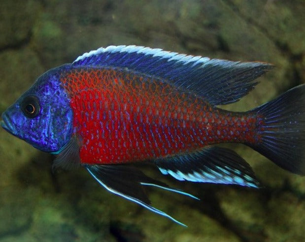 Copadichromis Borleyi "Red Fin"