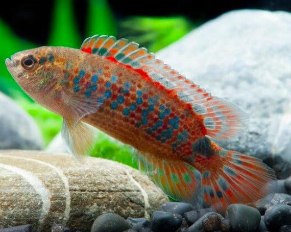 Burmese Neon Red Badis