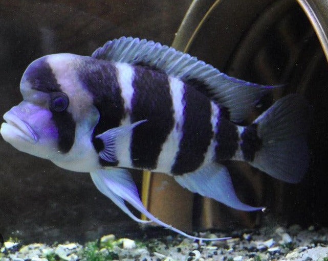 Cyphotilapia Frontosa "Burundi"