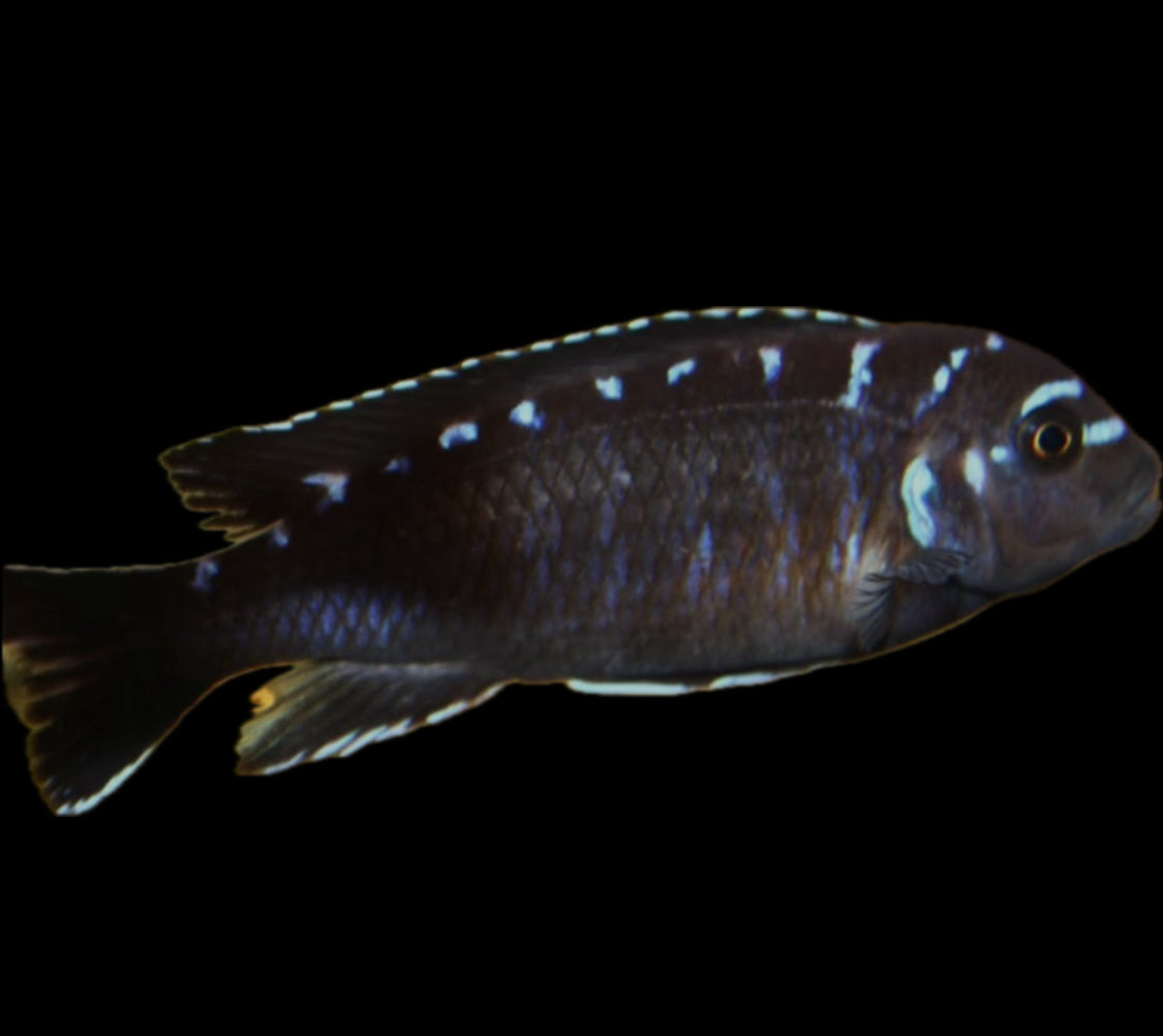 Pseudotropheus elongatus “jewel spot”