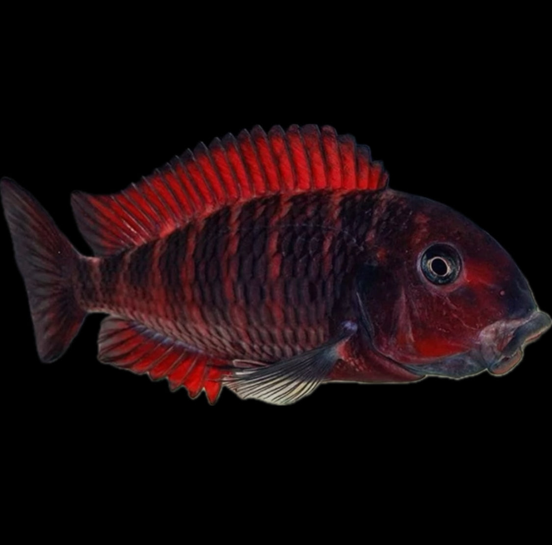 Tropheus moorii “Moliro” “red firecracker”
