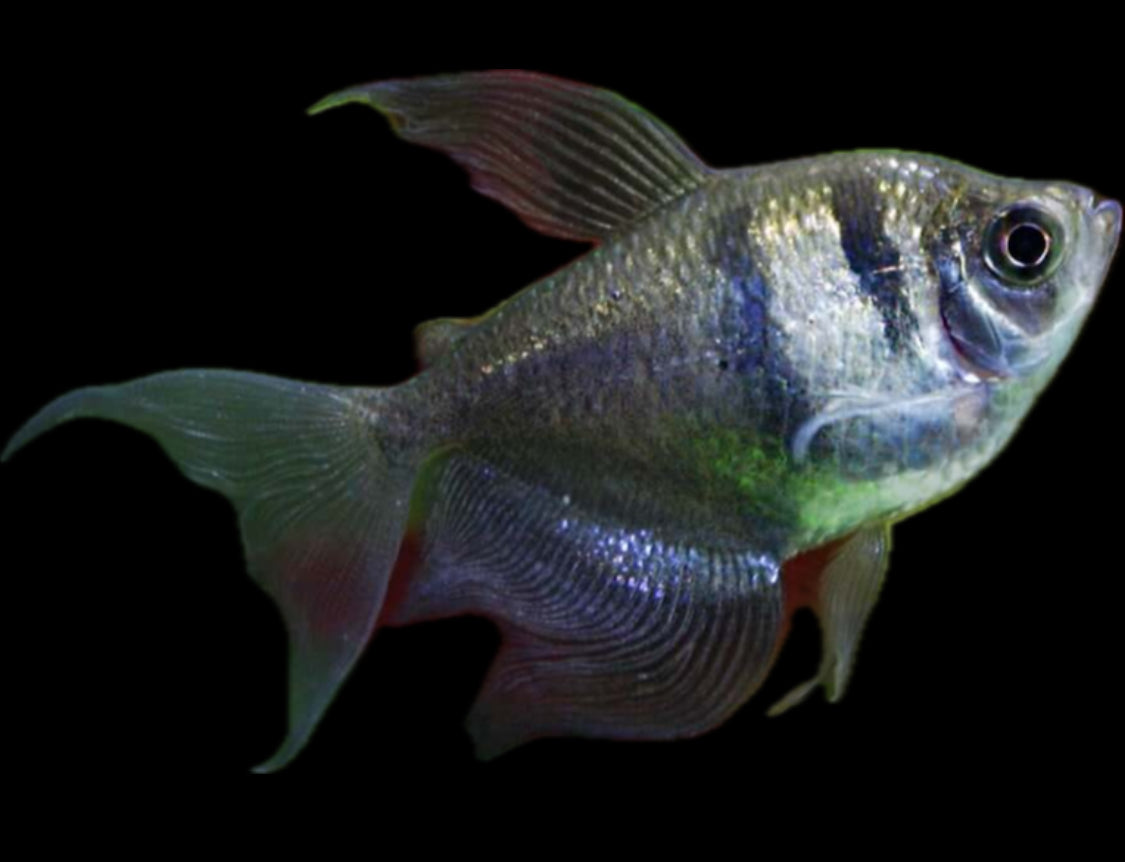 Black Skirt tetra “Hi-Fin”