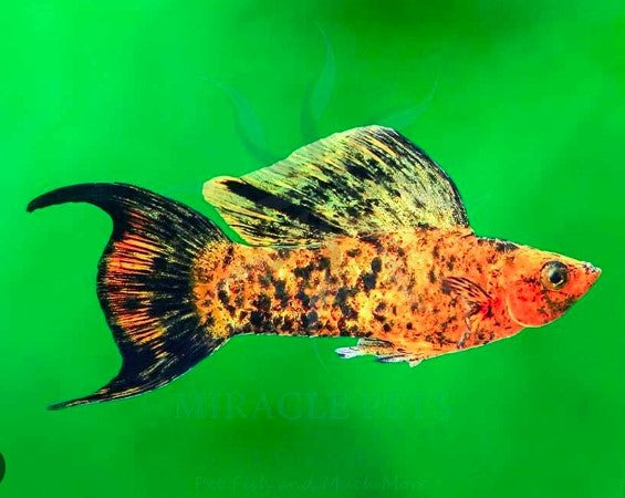 Calico Lyretail Molly