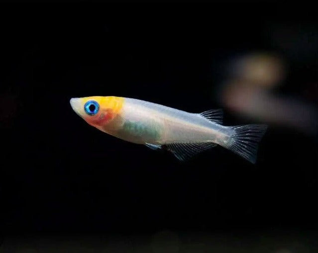 Cardinal Lampeye Ricefish