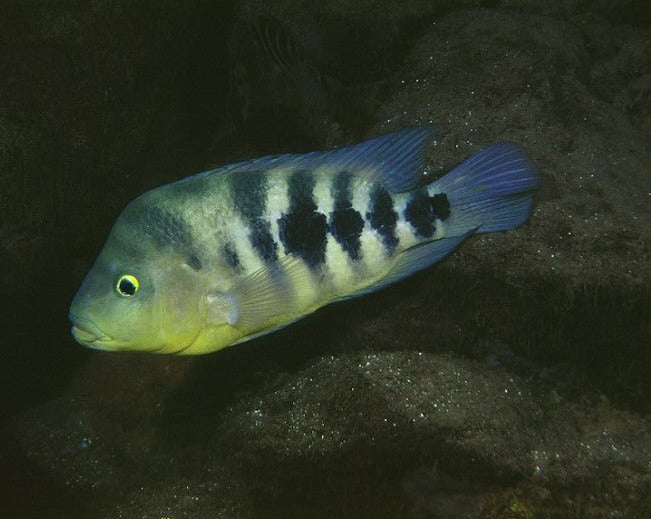 Amphilophus Chancho