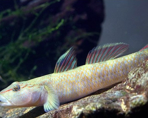 Chiangmai Stream Goby