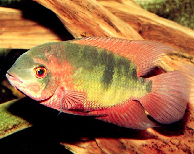 Hypselecara Temporalis "Chocolate Cichlid"