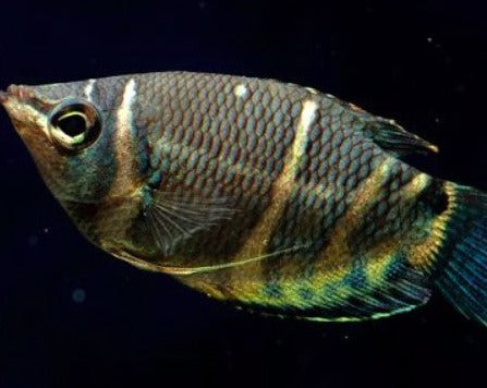 Chocolate Gourami