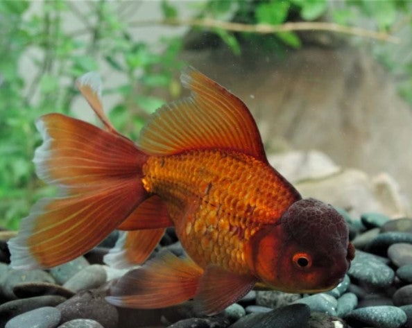 Chocolate Oranda Goldfish