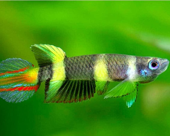 Clown Killifish