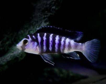Labidochromis Chisumulae "Clown Lab"