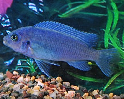 Pseudotropheus Callainos "Cobalt Blue"