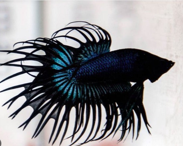 King Crowntail Black Orchid Male Betta – THE EVOLVED FISH