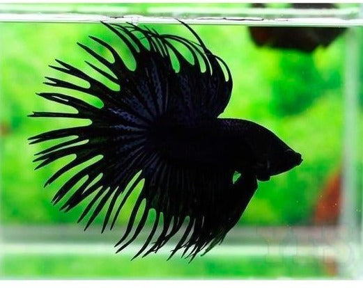 Crowntail Black Butterfly Male Betta
