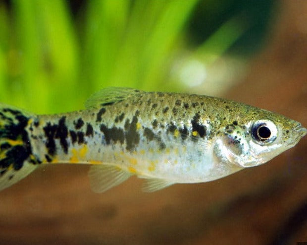Cuban Limia