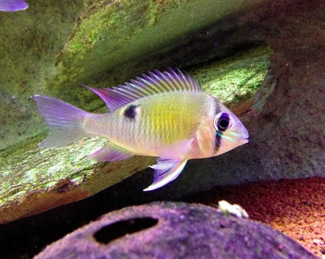 Biotodoma Cupido "Cupid Cichlid"