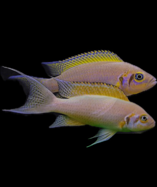 Neolamprologus pulcher “daffodil”