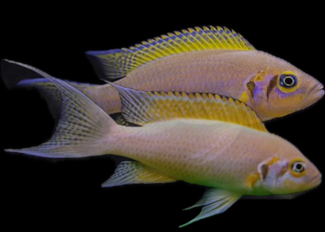 Neolamprologus pulcher “daffodil”