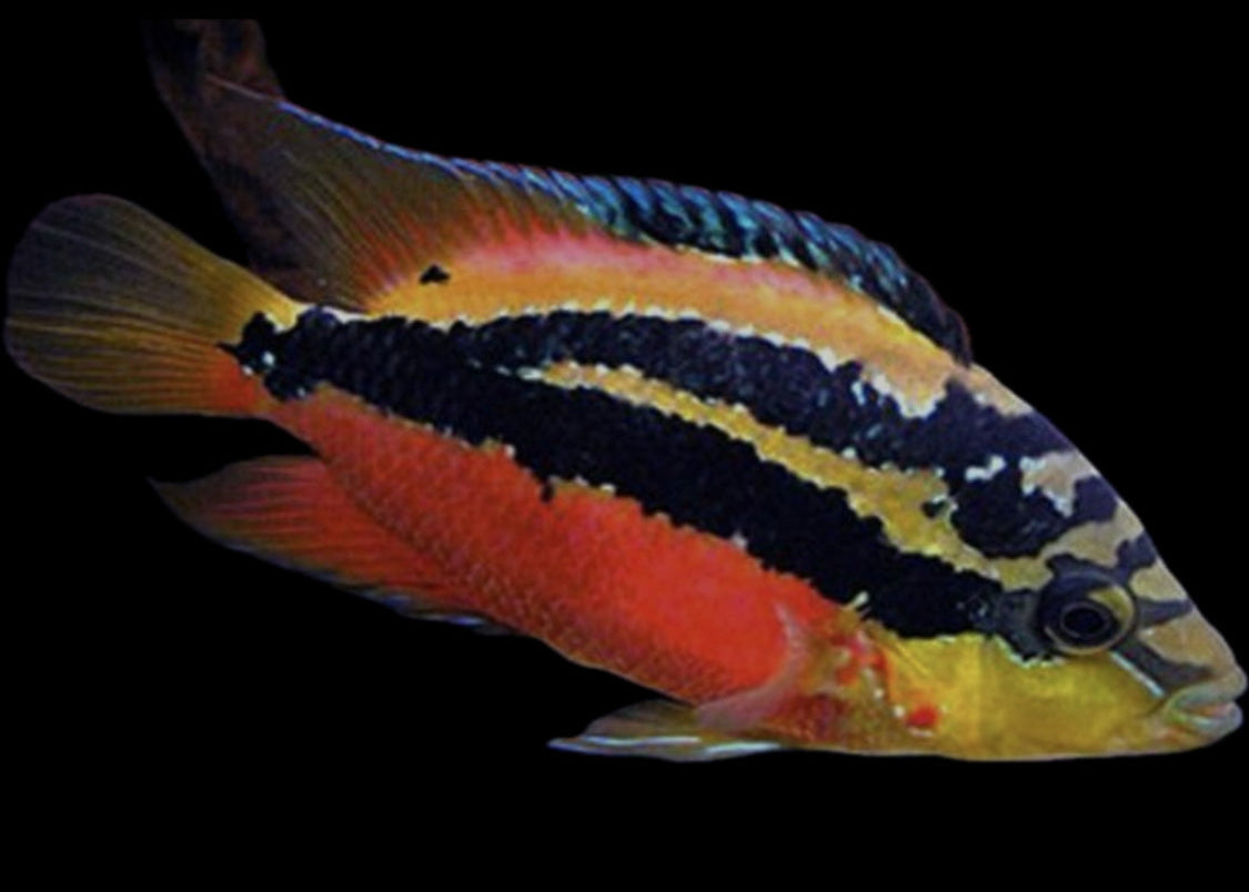 Nandopsis salvini “Rio Usumacinta” (WC)