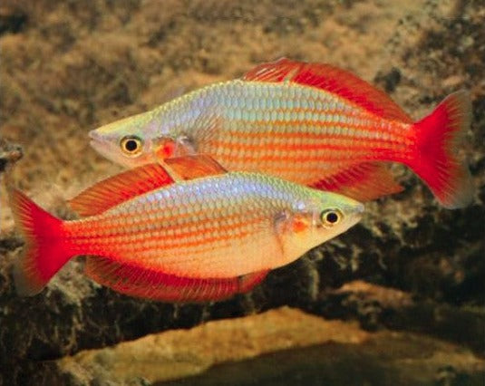 Deep Water Creek Rainbow