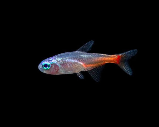 Diamond Neon Tetra