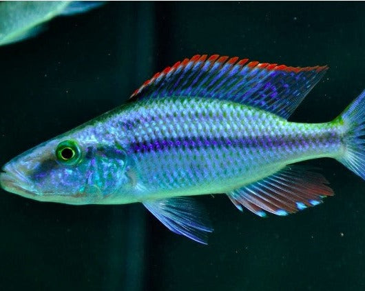 Dimidiochromis Compressiceps