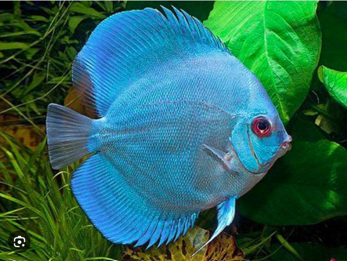 Symphysodon Aequifasciatus "Blue Diamond"