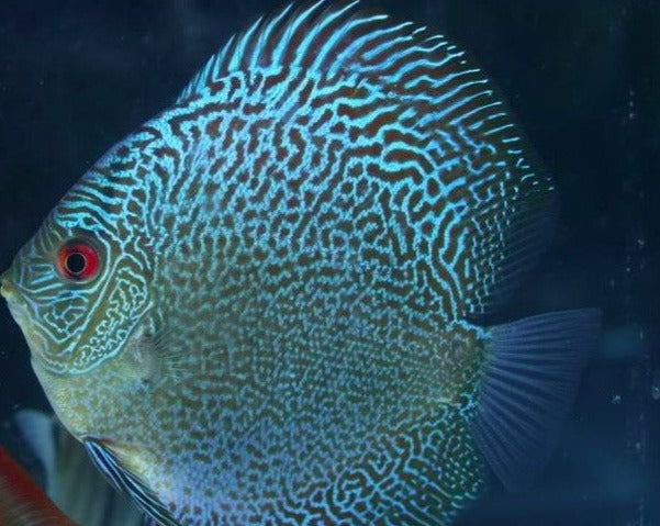 Symphysodon Aequifasciatus "Blue Snakeskin"