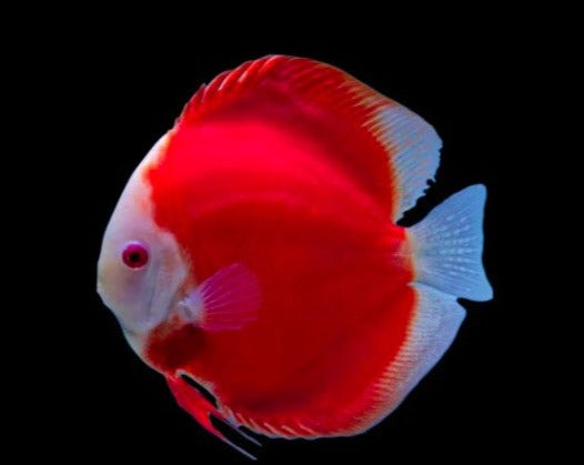 Symphysodon Aequifasciatus "Red Melon"