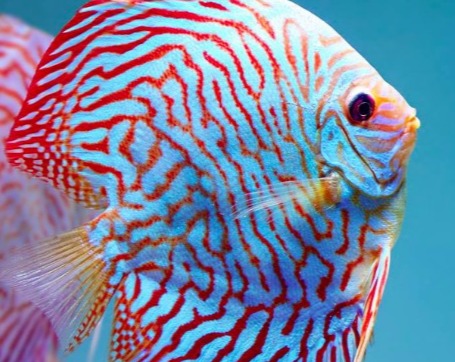 Symphysodon Aequifasciatus "Tiger Turquoise"