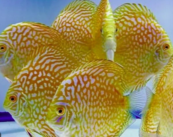 Symphysodon Aequifasciatus "Yellow Pigeon Snakeskin"