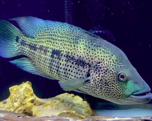 Parachromis Dovii "Wolf Cichlid"
