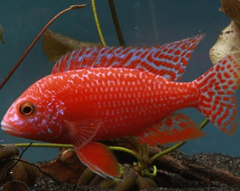 Dragon Blood x Fire Fish